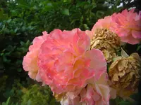CIMG3152.webp