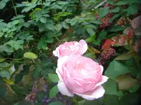 CIMG3153.webp