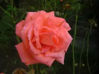 CIMG3154.webp