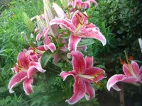 CIMG3155.webp
