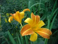 CIMG3156.webp