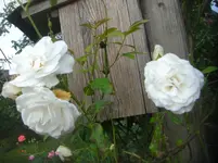 CIMG3157.webp