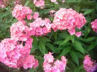 CIMG3158.webp