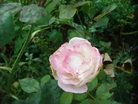 CIMG3149.webp