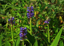 Hechtkraut_blau_4 of a kind_600.webp