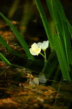 Krebsschere blüht_weiss_Spiegelung1_500.webp