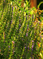 Ysop_Bienkraut_grün_purple_blau2_500.webp