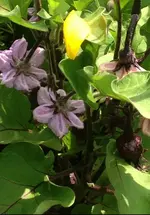 Aubergine 1.webp