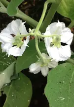Aubergine Long Green.webp