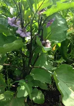 Aubergine2.webp