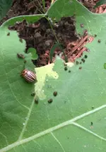 AubergineKäfer.webp