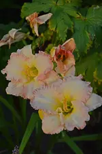 DSC_2193.webp