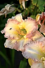 DSC_2194.webp