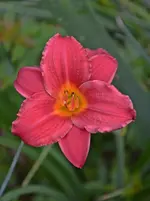 DSC_2197.webp