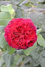 DSC_2195.webp