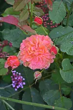 DSC_2198.webp