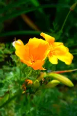 DSC_2187.webp