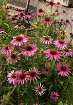 Echinacea.webp