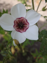 weißnichtl.webp