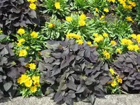 073.webp