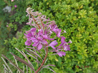 DSCF4740l.webp