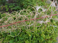 DSCF4739l.webp