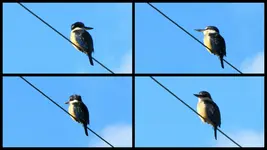 Copy (2) of Kingfisher v.webp