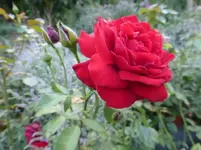P1170177.webp