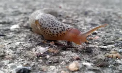Tigerschnekel (1).webp