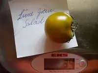 k-Tomaten 2013 047.webp