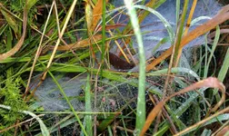 fette Beute.webp