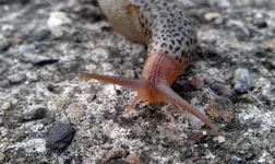 Tigerschnekel (3).webp