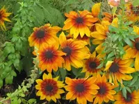 Bilda 0435.webp