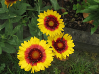 IMG_1341.webp
