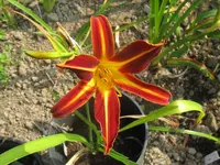resplendent2_1024x768.webp