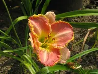 singular sensation2_1024x768.webp