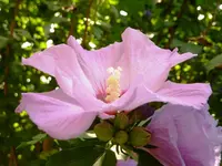 Hibiskus.webp