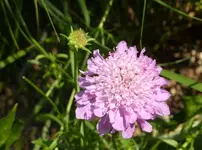 Skabiose_lila.webp