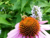 Echinacea_Biene.webp