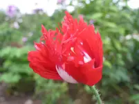 044.webp