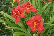 Double Firecracker.webp
