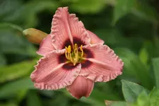 Siloam Merle Kent.webp