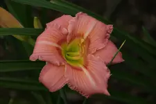Smlg Biene Nr 2.webp