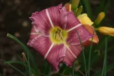 Smlg Biene Nr 5.webp