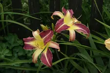 Taunus Purple Spider (1).webp