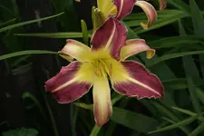 Taunus Purple Spider (2).webp