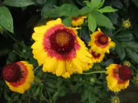027.webp