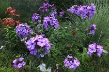 phlox blau.webp