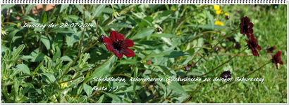 Schokoladenblume.webp