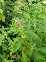P1010871_1.webp